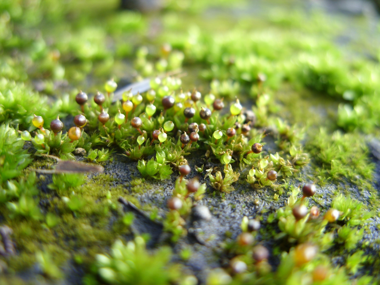 Kleines Blasenmützenmoos (Physcomitrella patens)