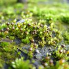 Kleines Blasenmützenmoos (Physcomitrella patens)