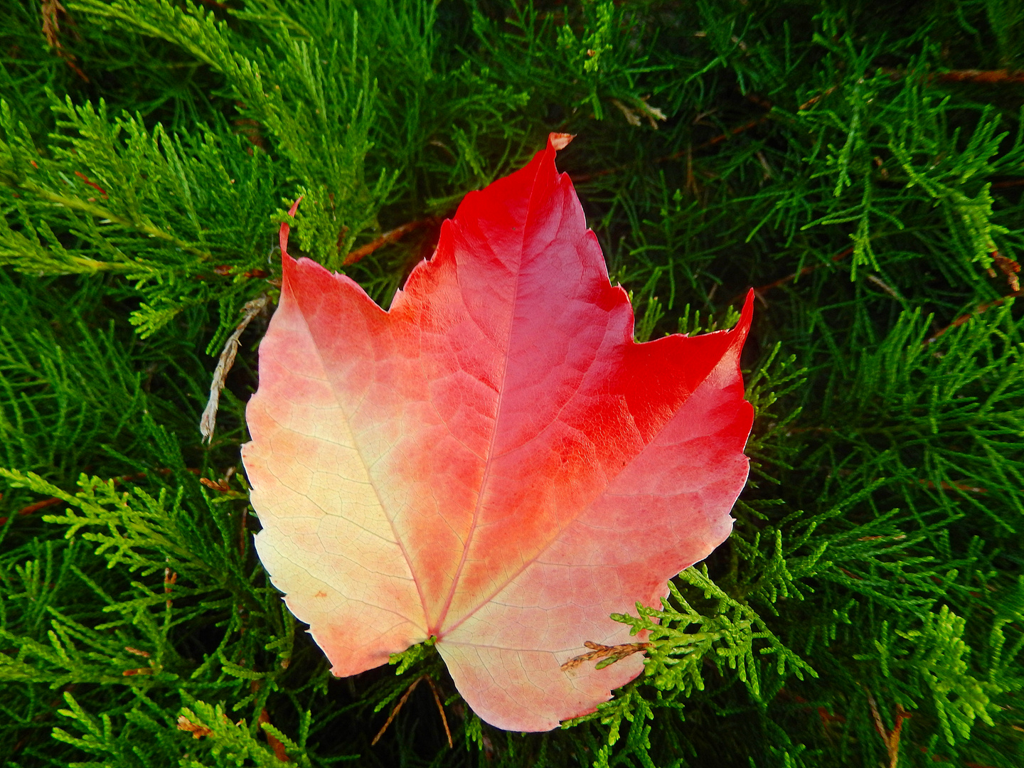 Kleines Blatt