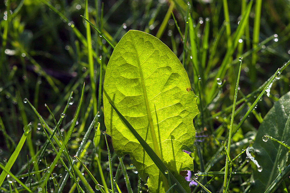 Kleines Blatt im Morgenlicht