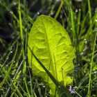 Kleines Blatt im Morgenlicht