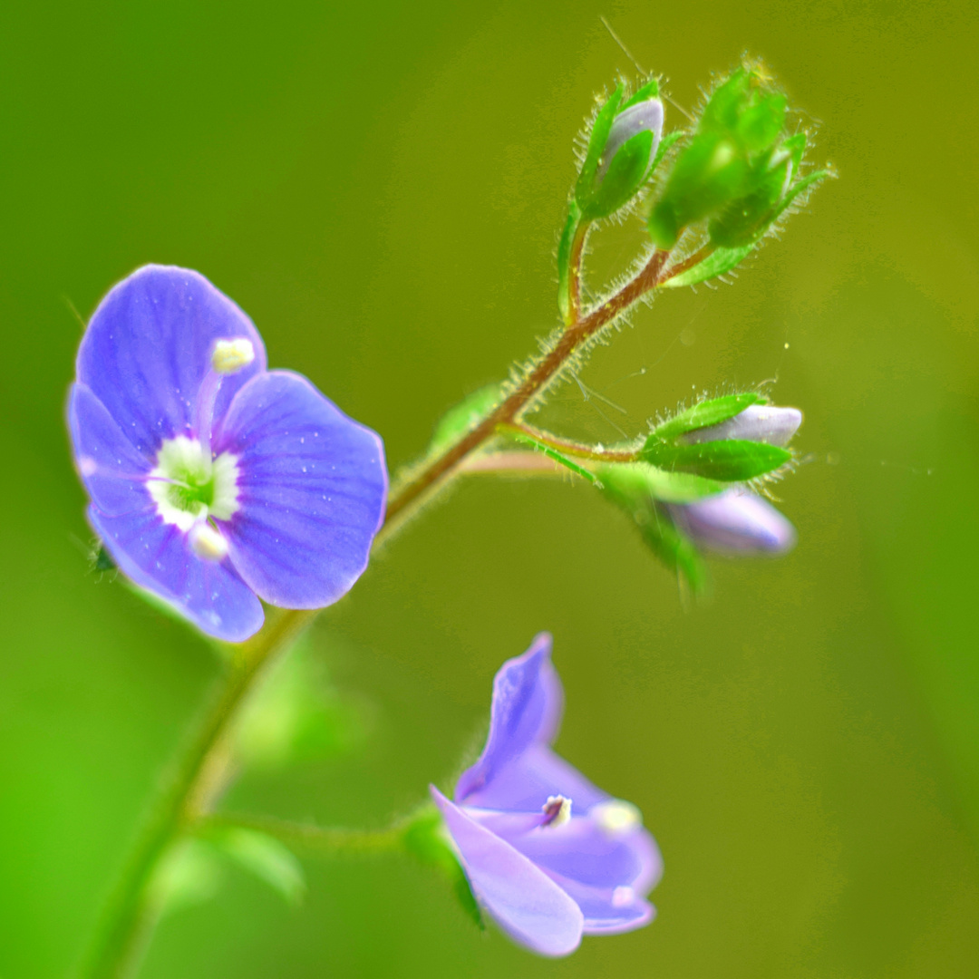 kleines blaues