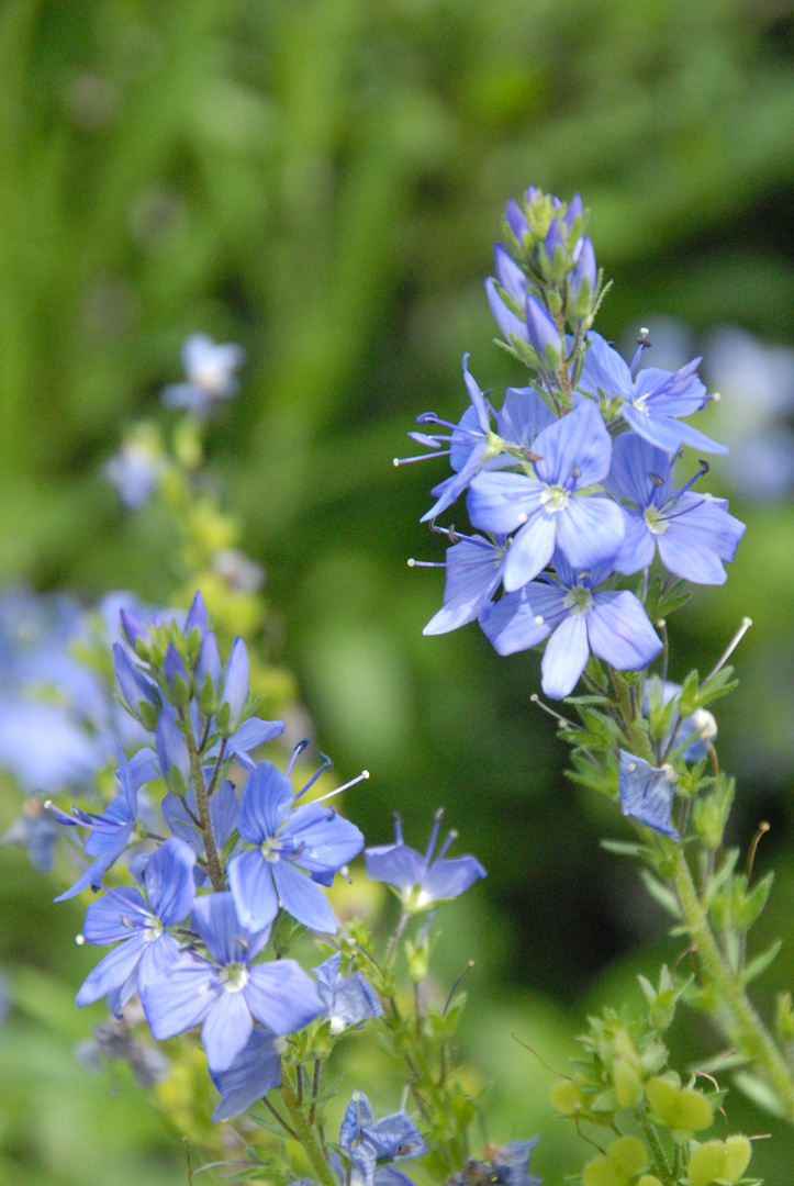 Kleines blaues Blümchen