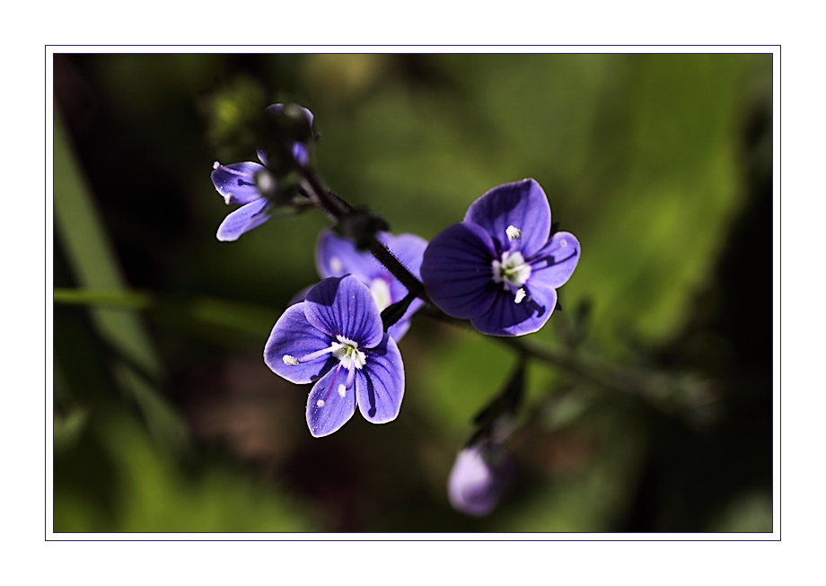 Kleines blaues Blümchen