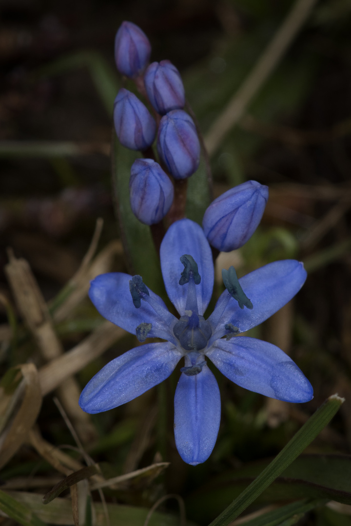 kleines blaues Blümchen