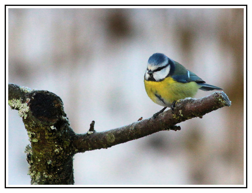 kleines blaues Federtier