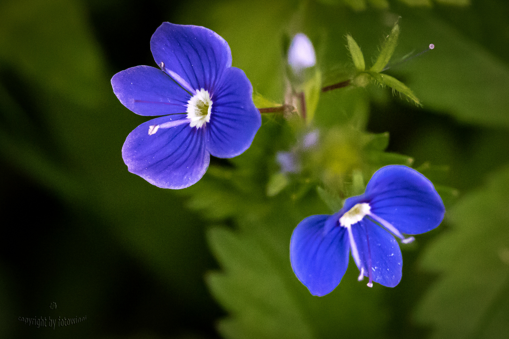 kleines, blaues Wiesenblümchen