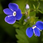 kleines, blaues Wiesenblümchen