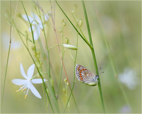 Kleines blaues Wunder der Natur...