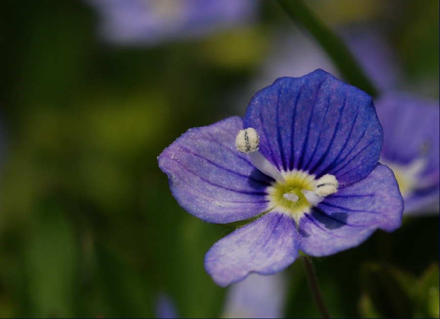 Kleines blaues Wunder