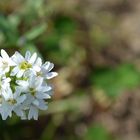 kleines blümchen