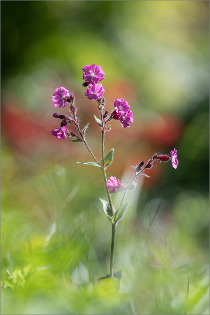 kleines Blümchen.