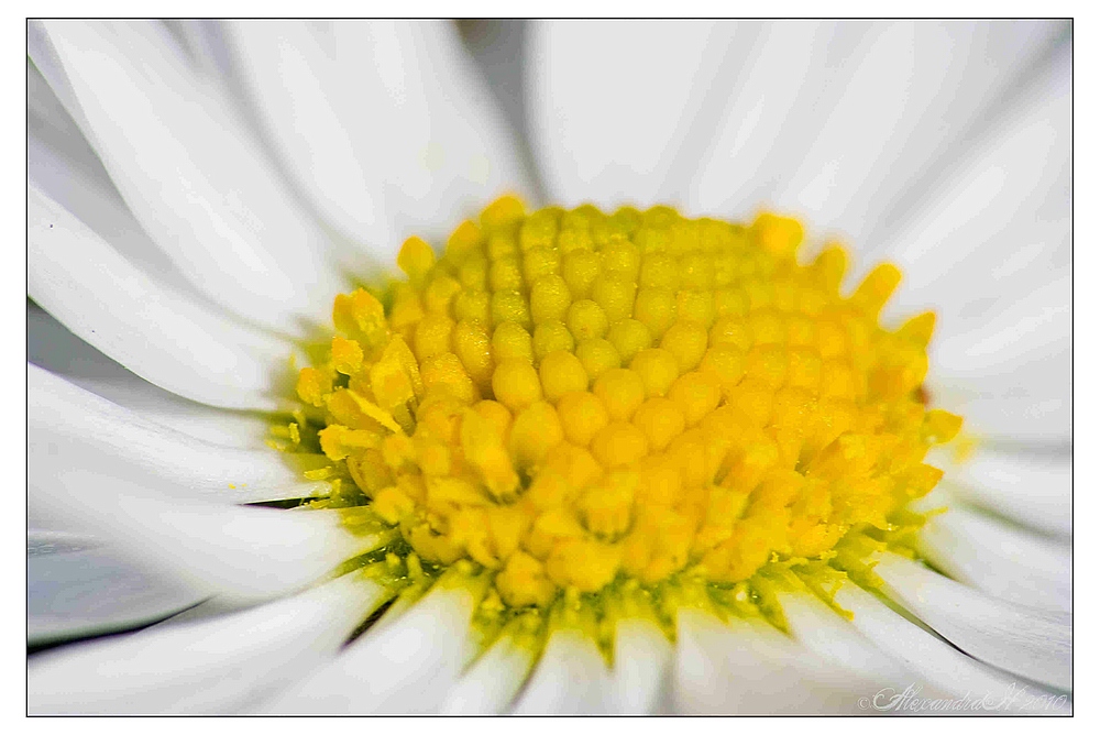 Kleines Blümchen