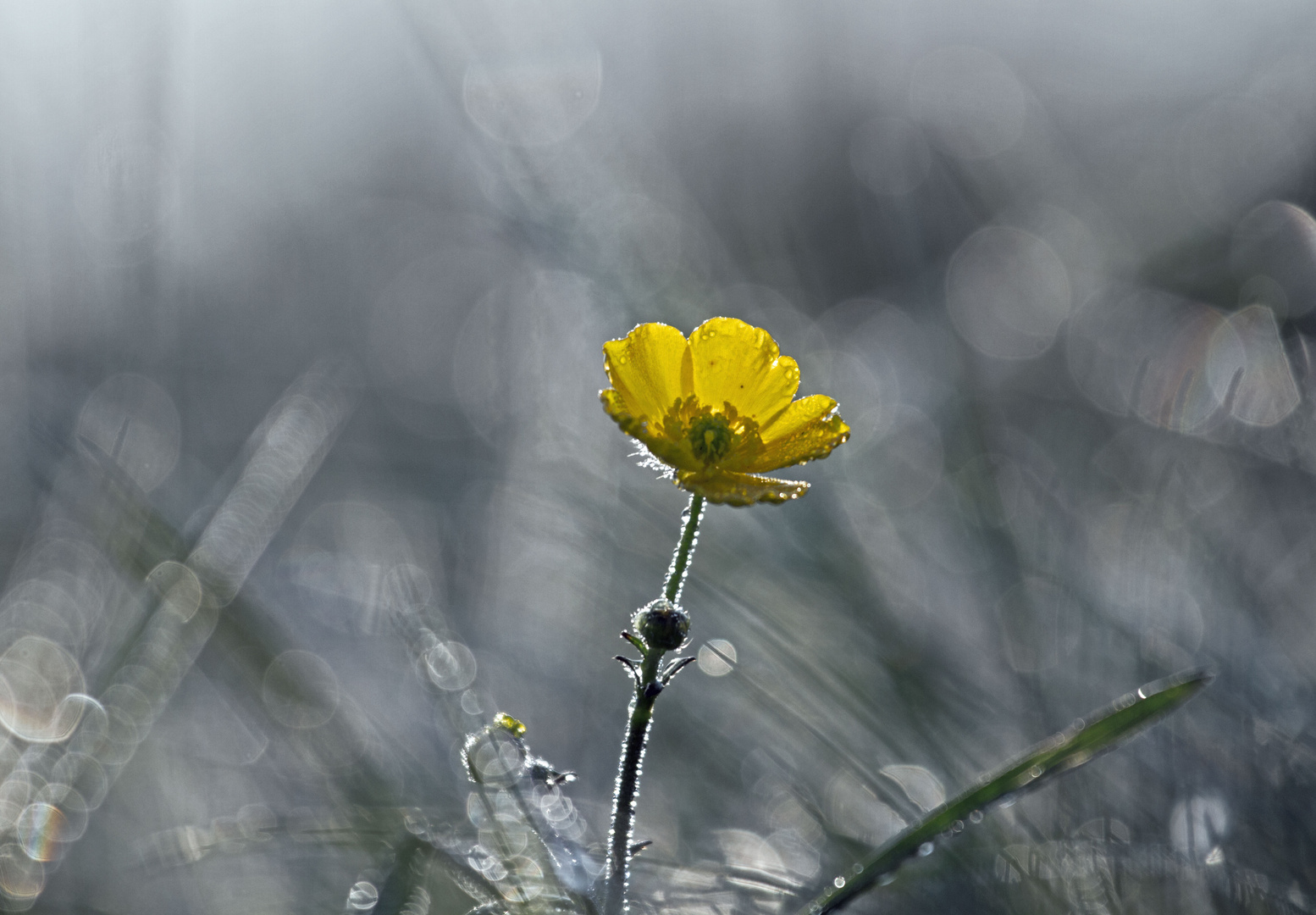 “Kleines Blümchen”