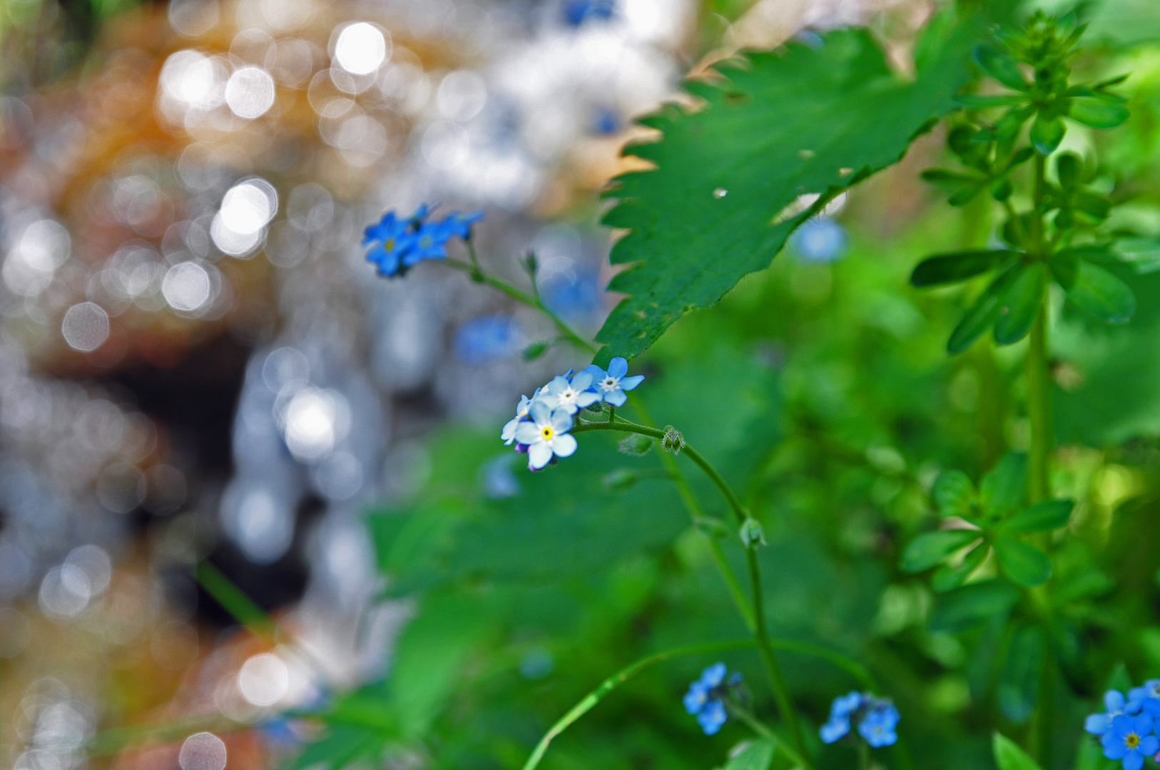 Kleines Blümchen