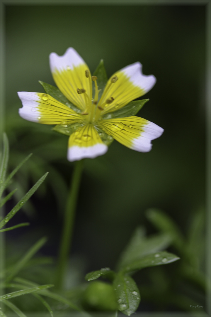 Kleines Blümchen 