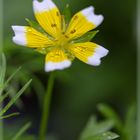 Kleines Blümchen 