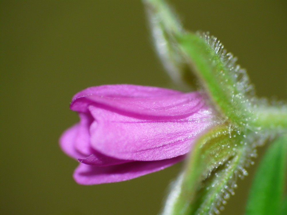 Kleines Blümchen