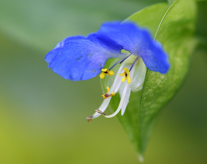 Kleines Blümchen