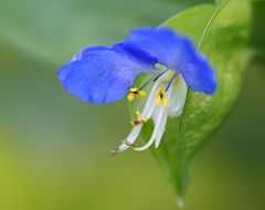 Kleines Blümchen