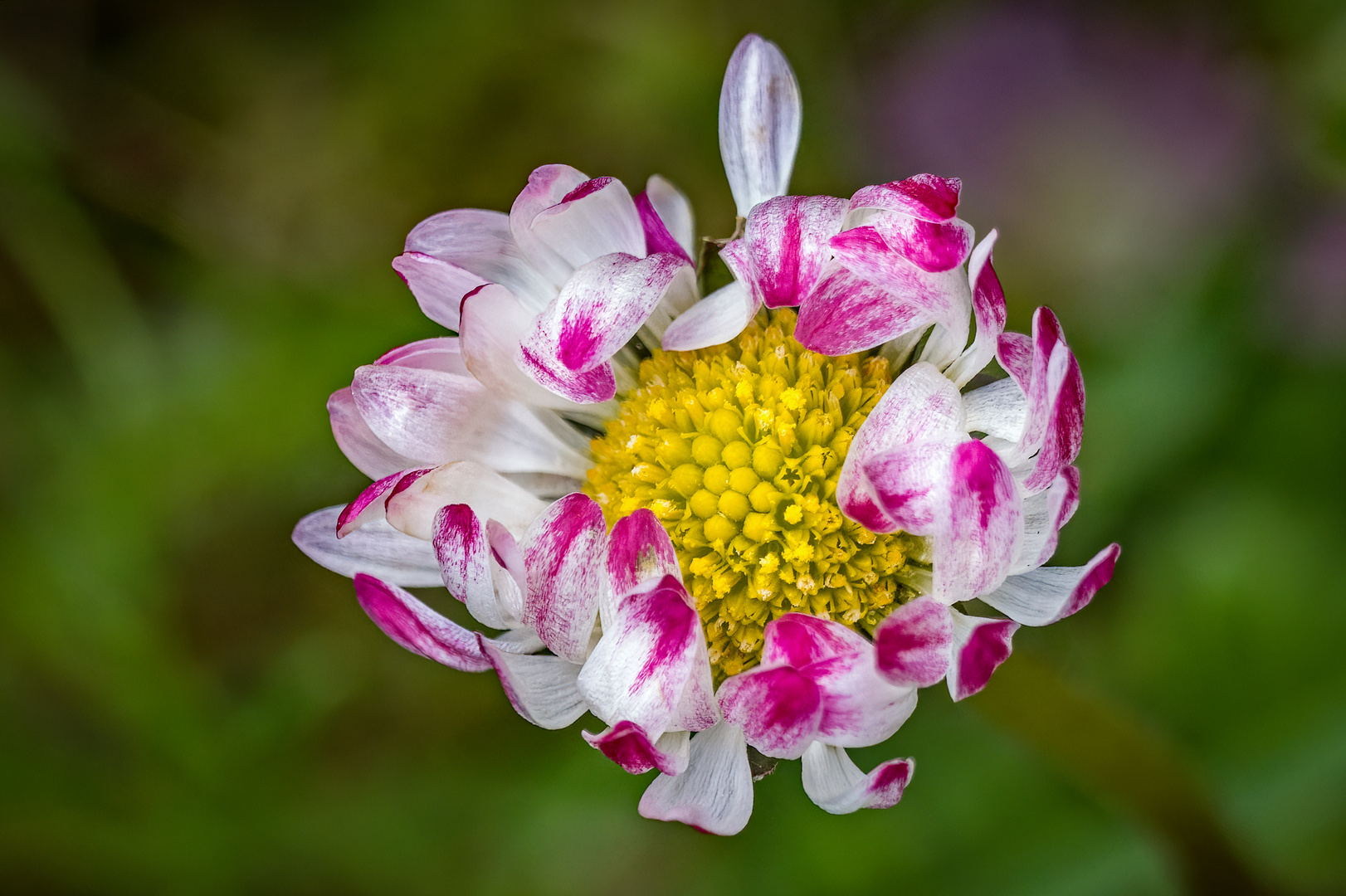 "KLEINES BLÜMCHEN"