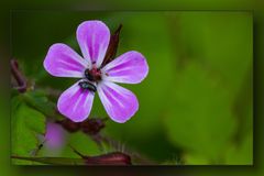 Kleines Blümchen