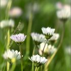 kleines Blümchen-Ensemble