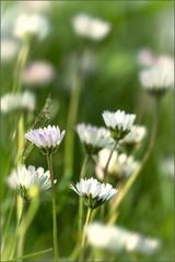 kleines Blümchen-Ensemble