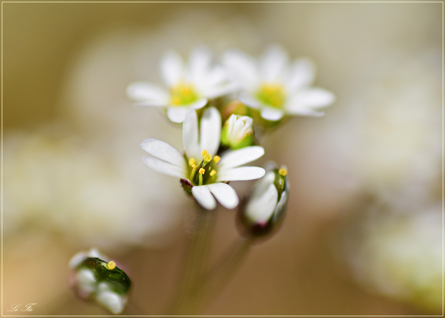 kleines Blümchen ganz groß