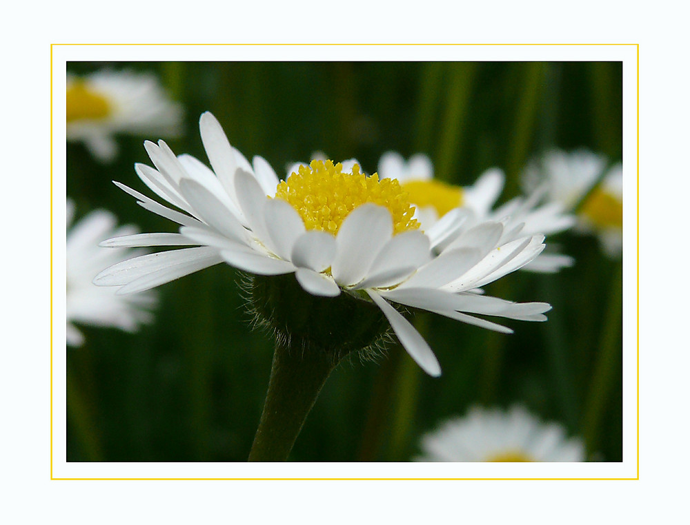 kleines Blümchen - ganz groß