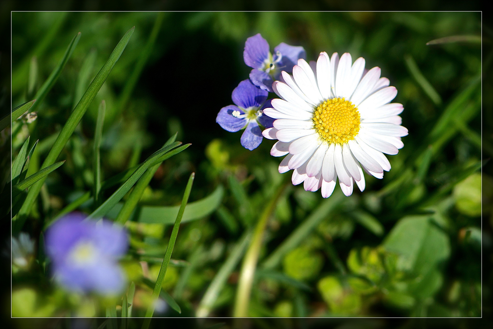 Kleines Blümchen ganz groß