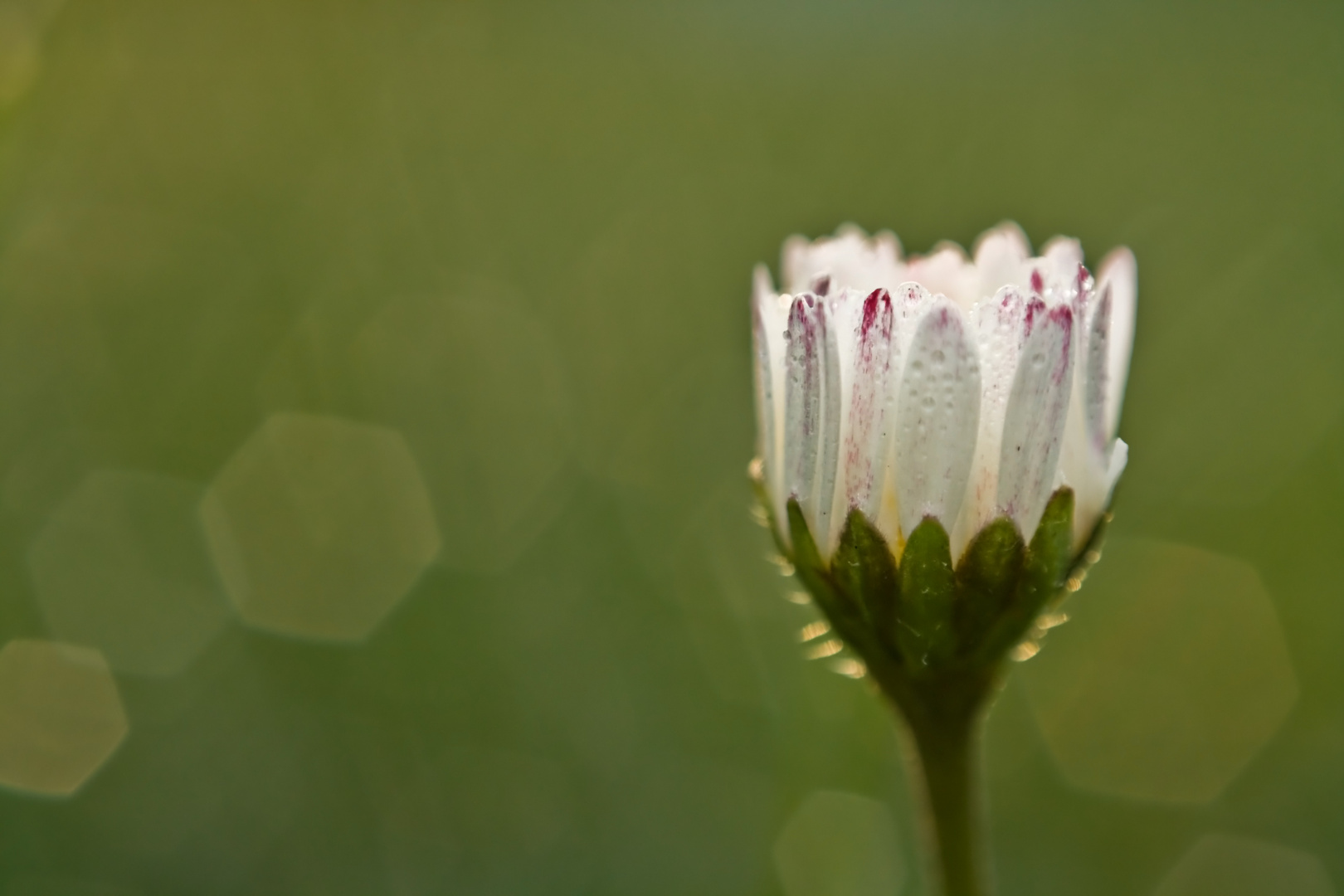 kleines Blümchen ganz groß