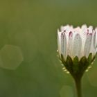 kleines Blümchen ganz groß