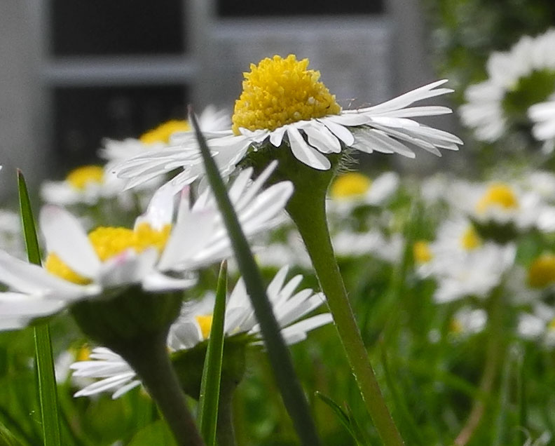 Kleines Blümchen - ganz groß...