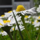 Kleines Blümchen - ganz groß...