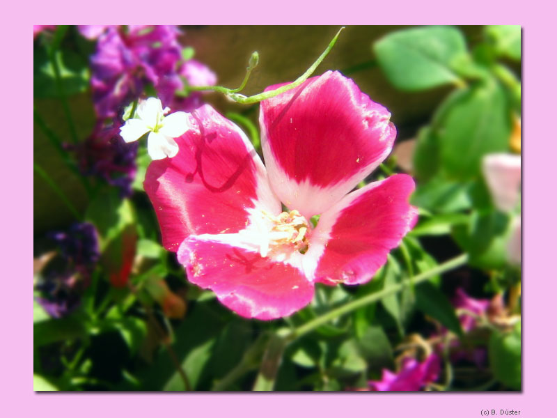 Kleines Blümchen im Blumenkasten