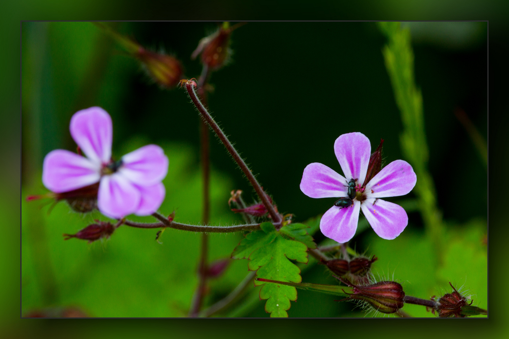 Kleines Blümchen mit Besucher