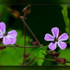 Kleines Blümchen mit Besucher