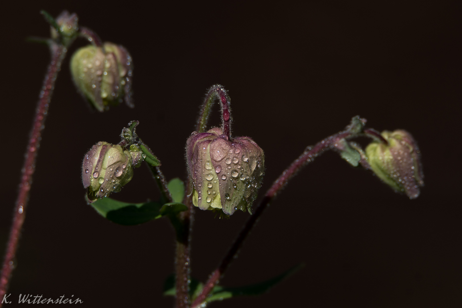 Kleines Blümchen nach dem Regen