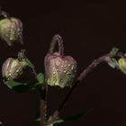 Kleines Blümchen nach dem Regen