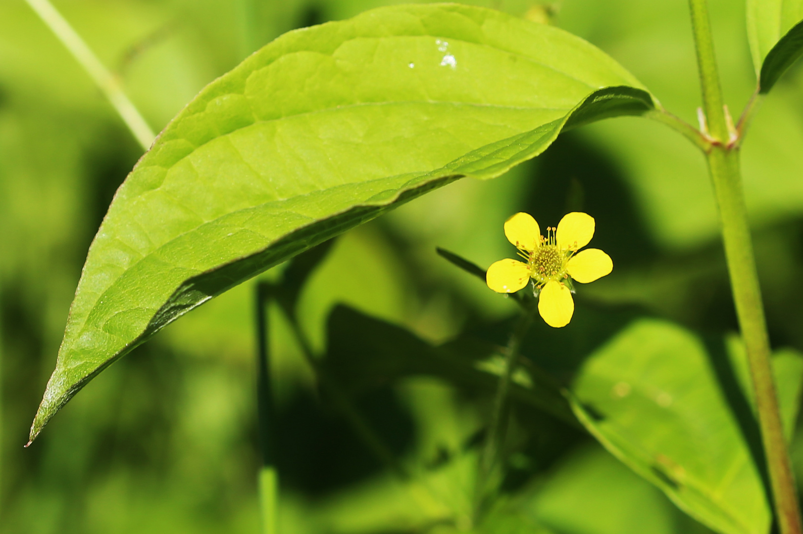 Kleines Blümchen unter großem Blatt