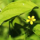 Kleines Blümchen unter großem Blatt