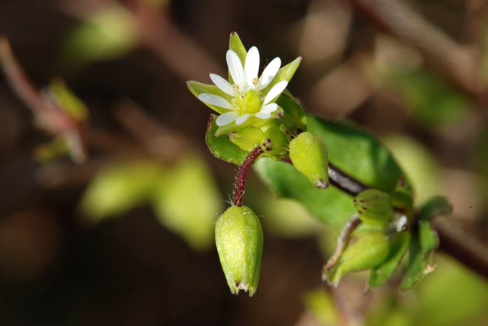 kleines Bluemlein