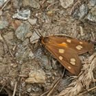 Kleines Braunwidderchen (Dysauxes punctata)