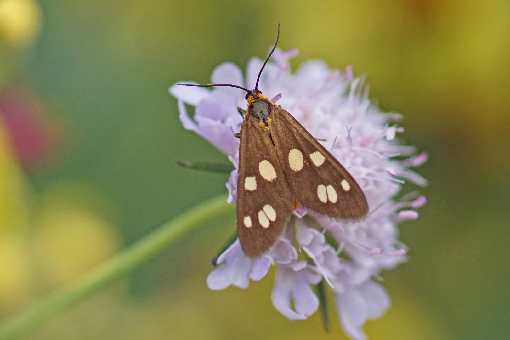 Kleines Braunwidderchen (Dysauxes punctata)