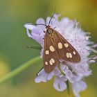 Kleines Braunwidderchen (Dysauxes punctata)