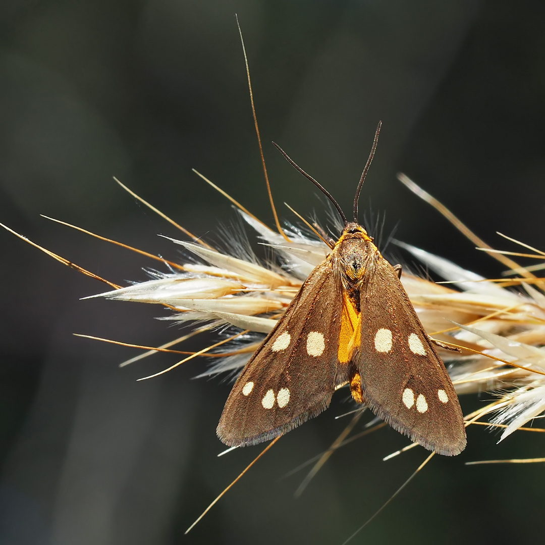 Kleines Braunwidderchen (Dysauxes punctata)