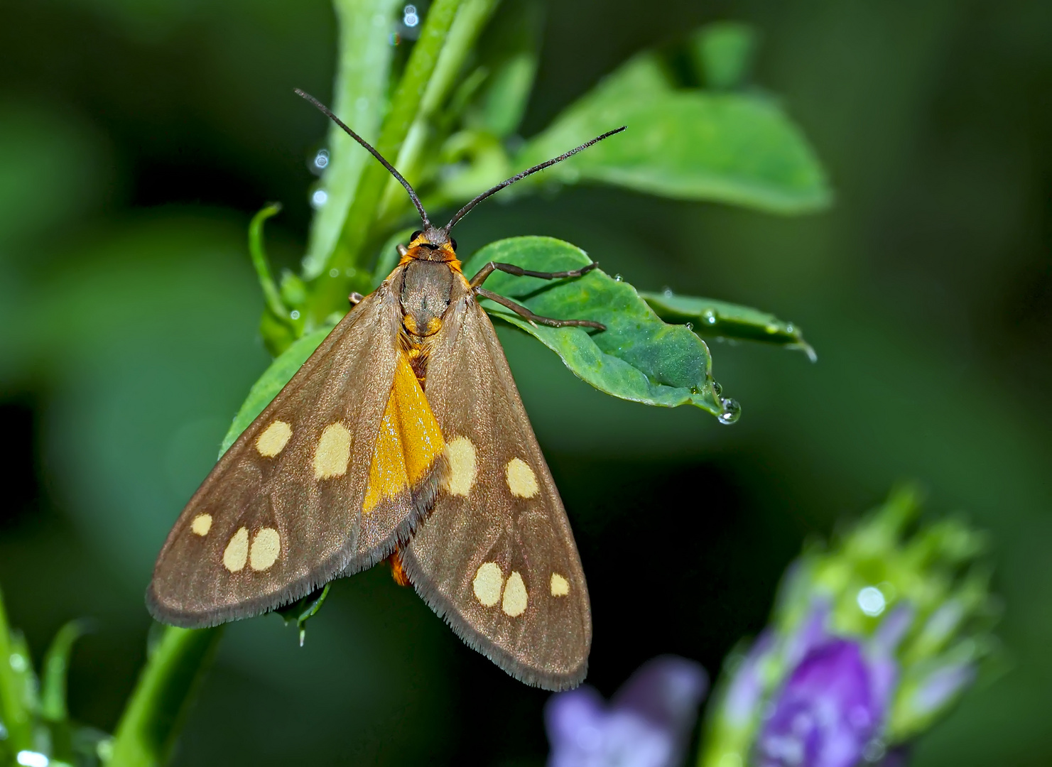 Kleines Braunwidderchen (Dysauxes Punctata) - La Ménagère.