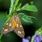 Kleines Braunwidderchen (Dysauxes Punctata) - La Ménagère.