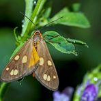 Kleines Braunwidderchen (Dysauxes Punctata) - La Ménagère.